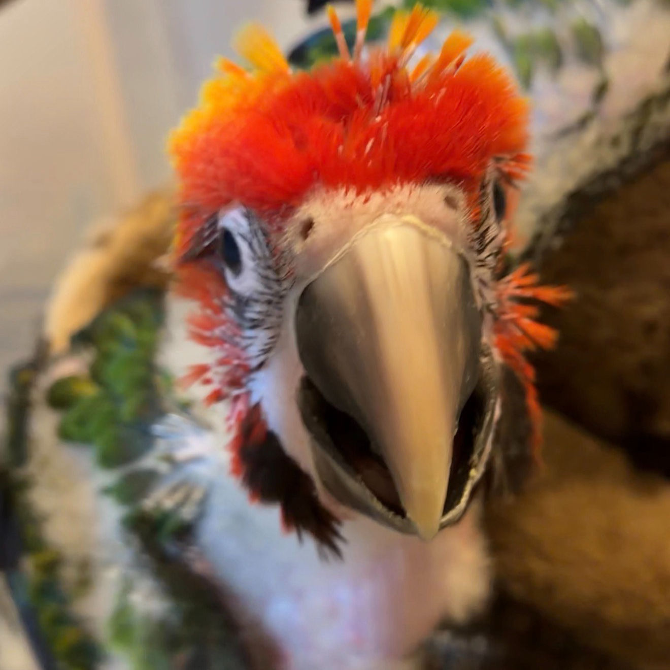 Camelot Macaw - Female