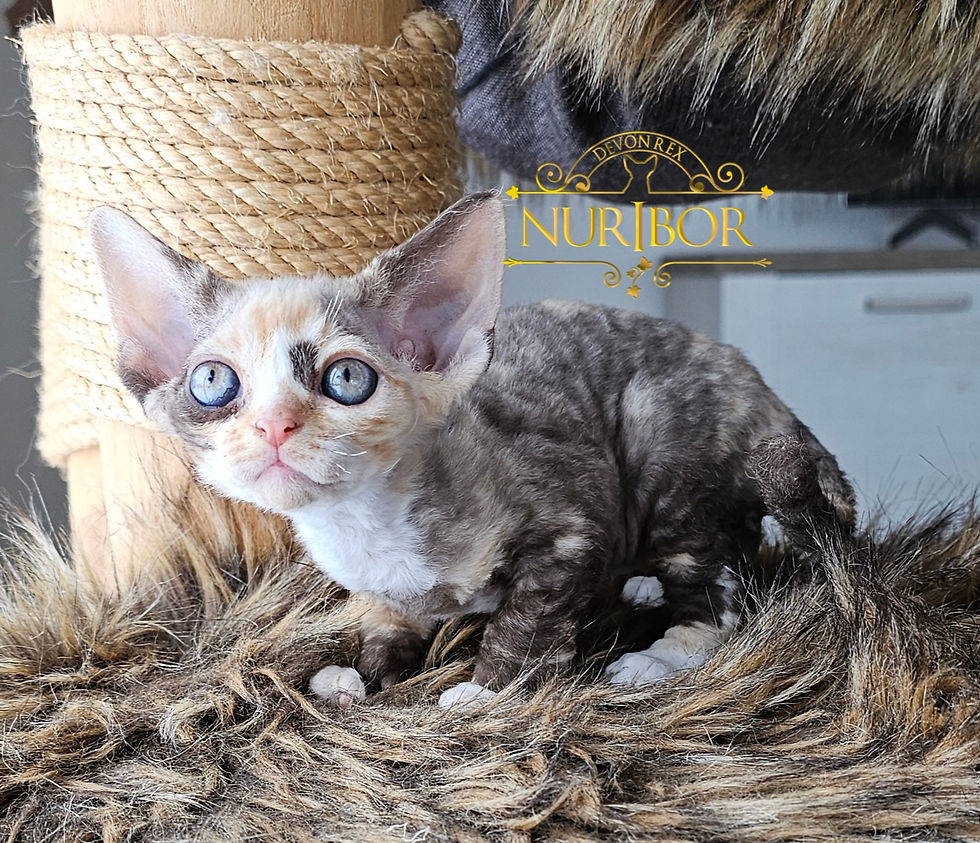 Hazel Swann von NURIBOR