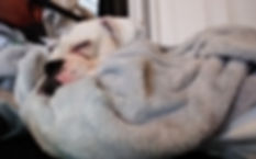 Bo.jpeg