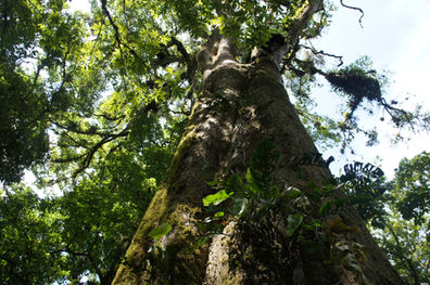 Mother Earth Cries Out, We Must Listen & Act Boldly–Reflecting on the Encyclical on the Environment 