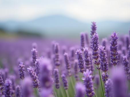 Discover the Allure of Wild Lavender in Perfume.