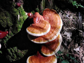 Reishi