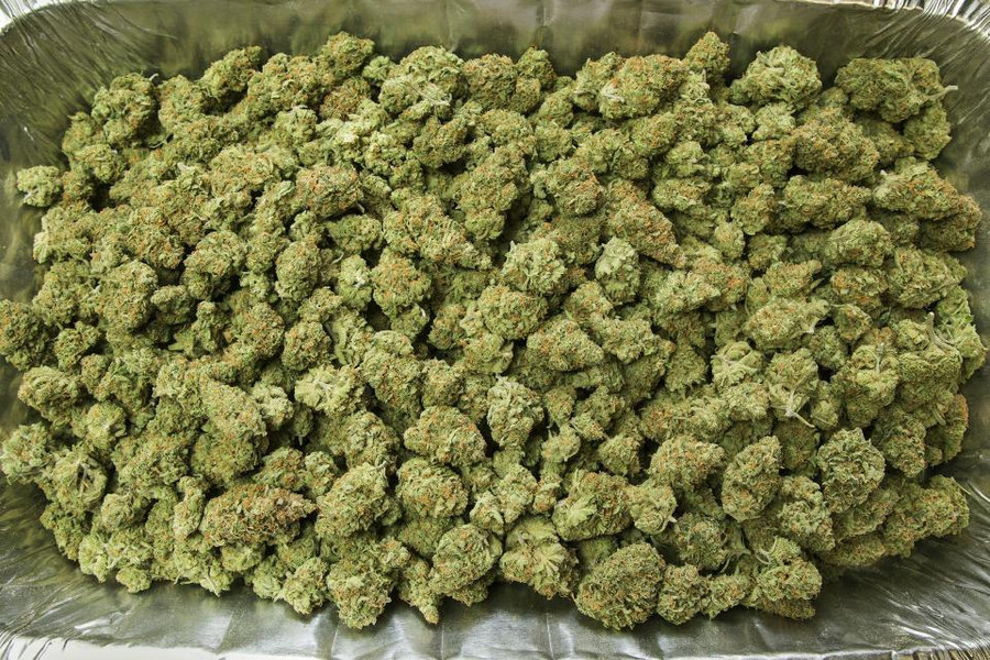 Oregon Temporarily Freezing Cannabis Production