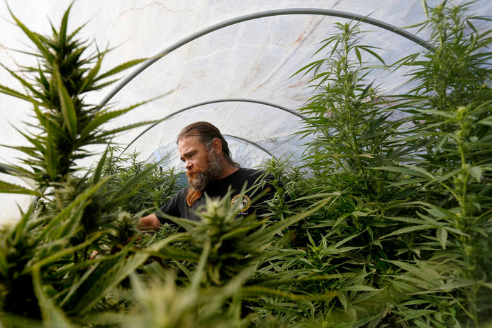 Small Cannabis Farms Face Daunting Future
