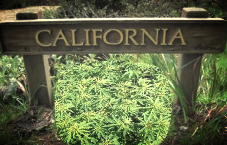 California: Home to World's Largest Legal and Illegal Cannabis Markets