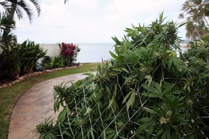 Hawaii Marijuana Dispensary