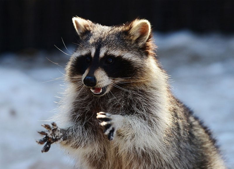Pet Raccoon, Stoned on Pot, Drops by Fire Station. www.cannanews.buzz