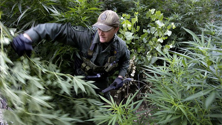 The Marijuana Black Market in California Keeps Growing