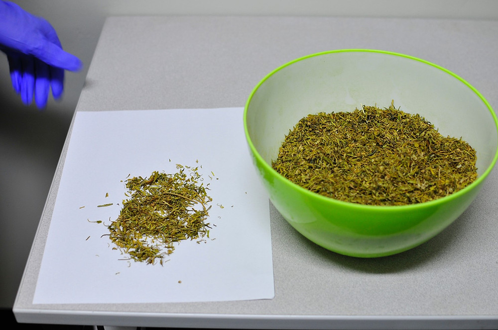 Government marijuana subpar