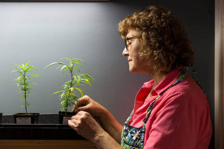 Older Women and Marijuana www.cannanews.buzz