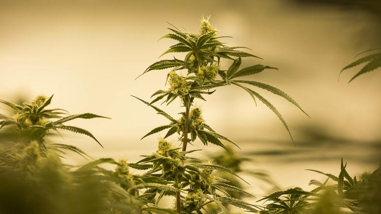 marijuana industry white house