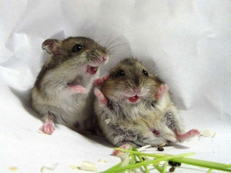 Marijuana improves memory in old mice