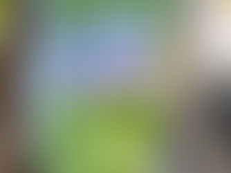 Oklahoma Weed: From Boom to Bust Due to Organized Crime