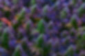purple.jpg