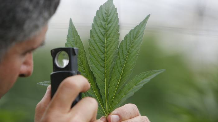 Philip Morris Stays Out Of Cannabis - For Now