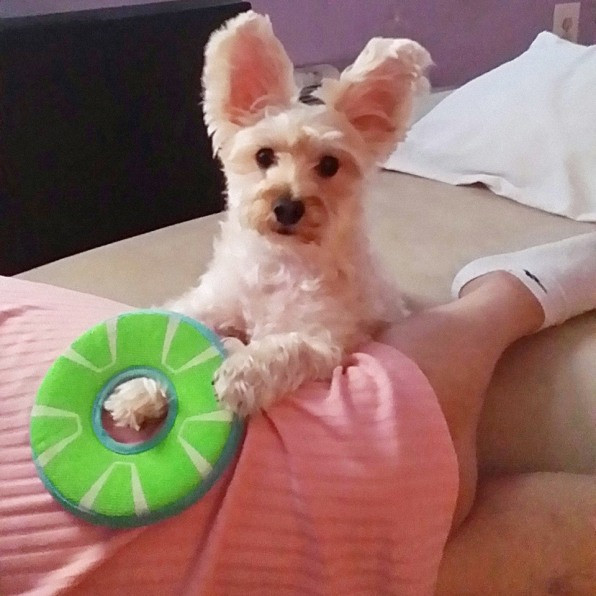 CBD to Chill Out Anxious Dogs www.cannanews.buzz