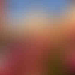 The Spanish Steps in the spring are busting with beautiful flowers and crowds of people. 