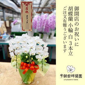 開店祝い　小輪胡蝶蘭　白　3本立て　ソゴーマンタ