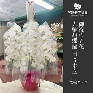 お祝い　大輪胡蝶蘭　白　5本立