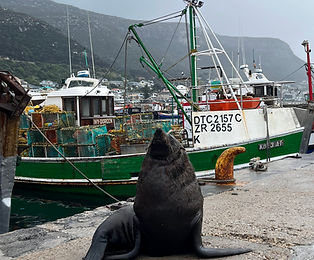 Seals Kalkbay
