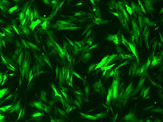 msc image from EG 11.7.24.jpg