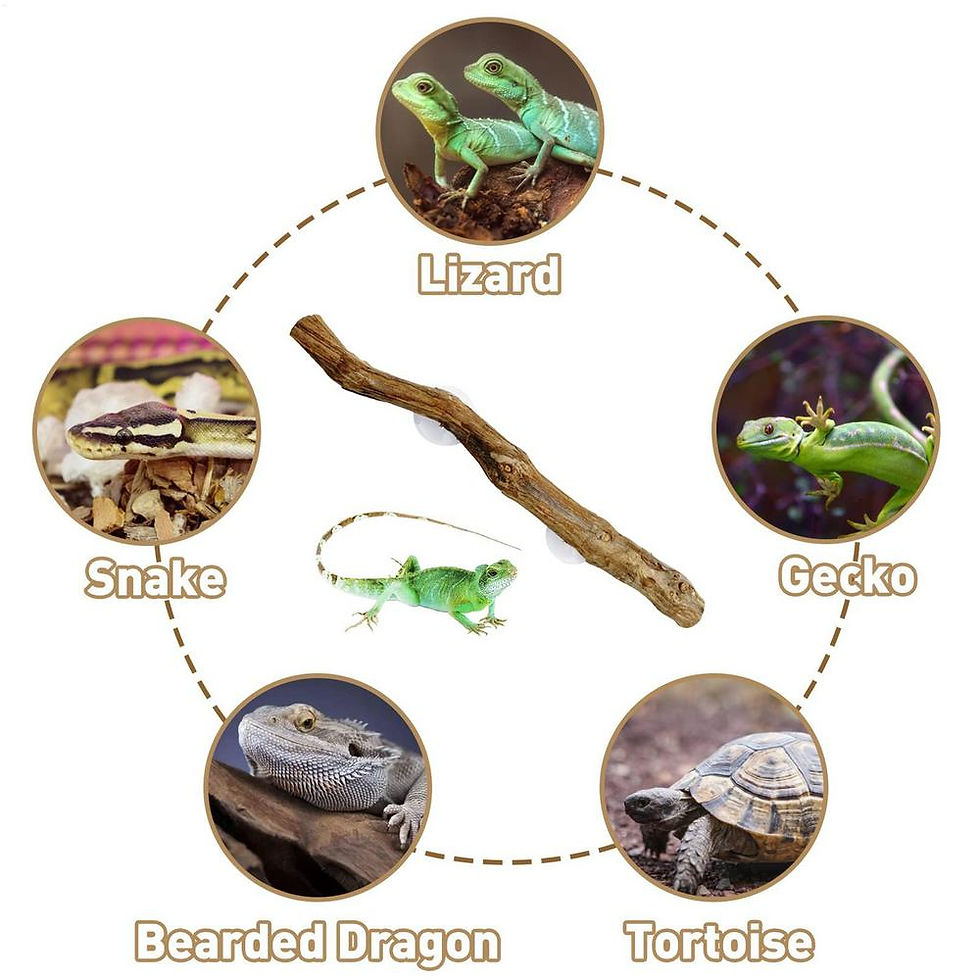 Thumbnail: ReptiClimb™ - Natural Wooden Terrarium Branch with Suction Cups (30cm)