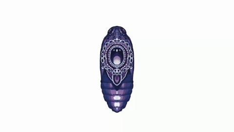 Moth.gif
