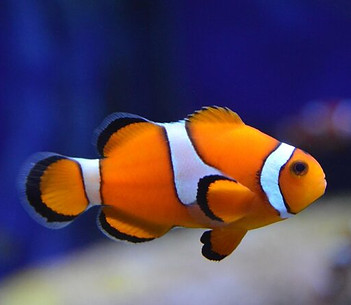 close-up-clown-fish-swimming-fish-tank_1048944-4786799.jpg