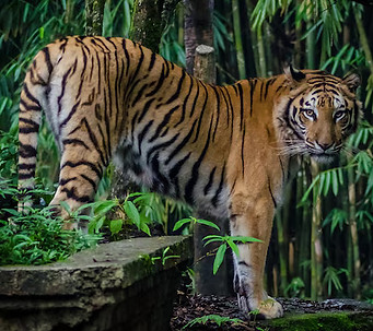 tiger-against-trees_1048944-17530894.jpg