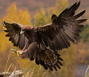 HD-wallpaper-birds-animal-eagle-golden-eagle.jpg