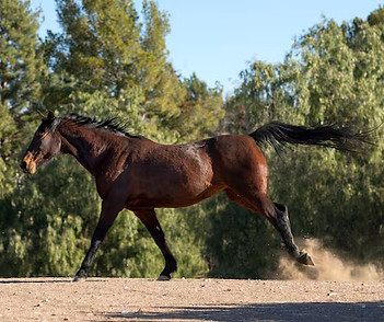 close-up-horse-nature_23-2149312894_edit