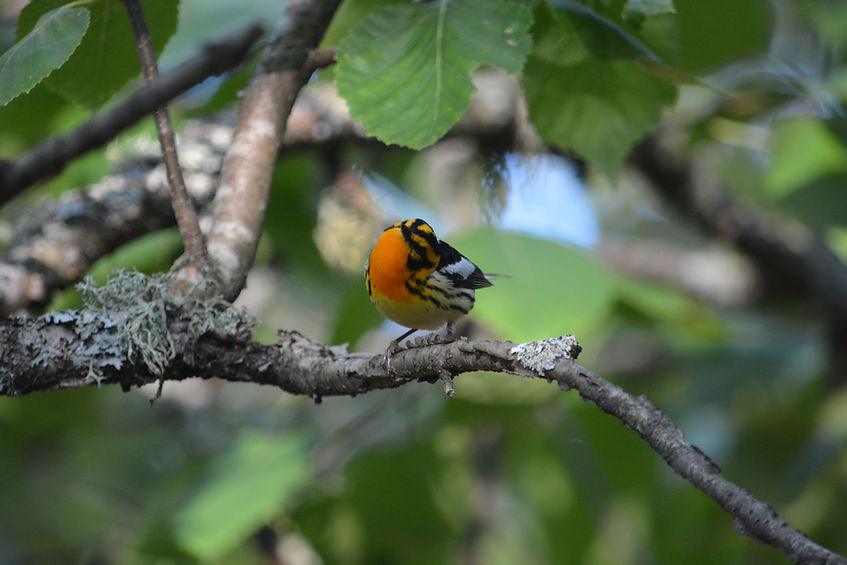 Blackburnian warbler 330 Old Meacham Rd 06202022 2.JPG