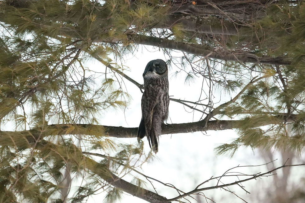 Great gray owl watches ravens overhead- photo taken by Jack Peneston