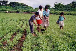 www.cadep.org.py_uploads_2011_08_agricultura-familiar