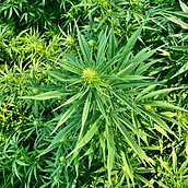 Zenlabs planta 3.jpg