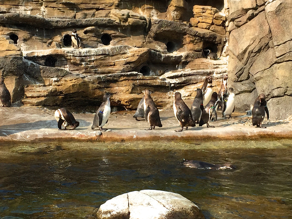 PENGUINS!