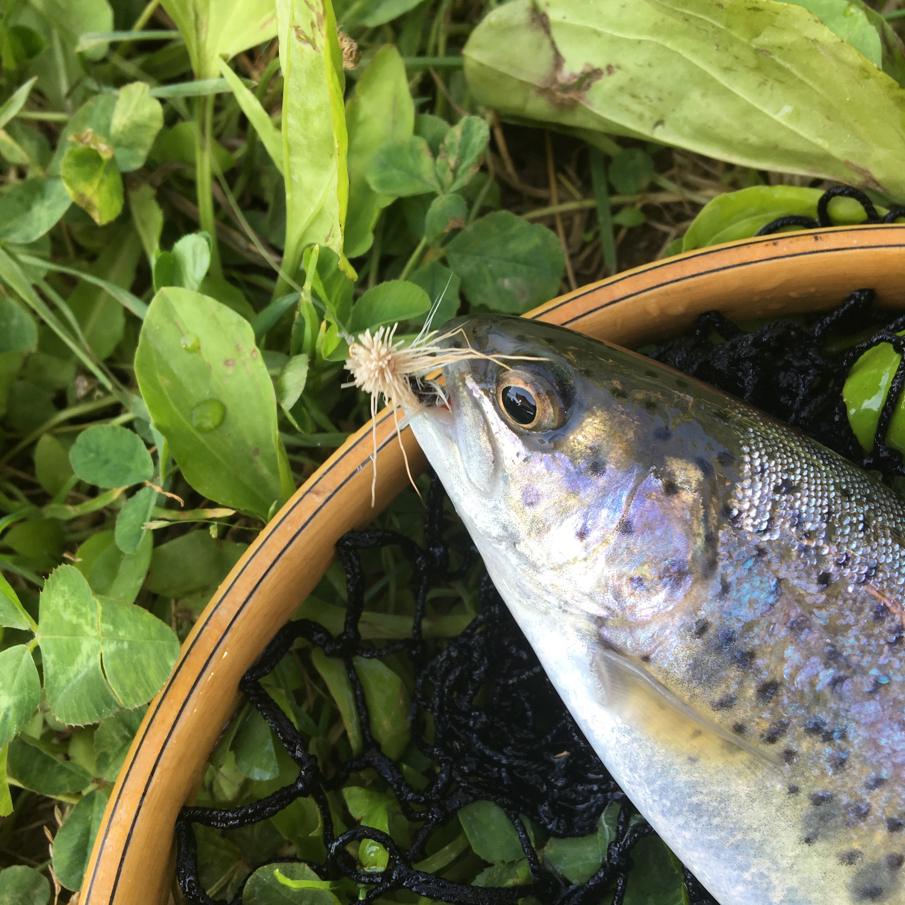 ニセコ 釣り堀 ニセコ 釣り堀 おすすめ