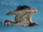 ree