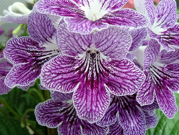 1000 images about Streptocarpus on Pinterest