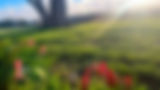 room to grow header.jpg