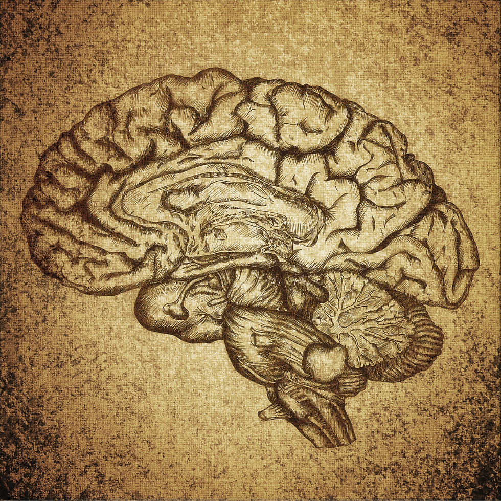 The Gut-Brain Connection