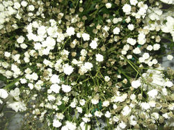 Gypsophyla