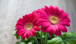flower-spring-summer-gerbera-39072