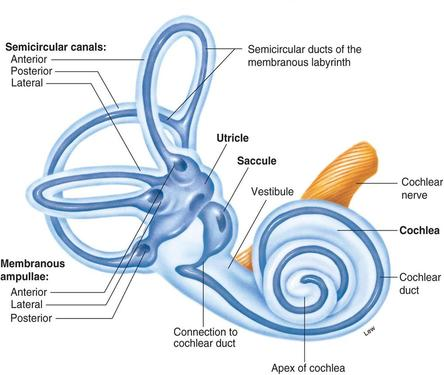 The Vestibular System: Form and Function