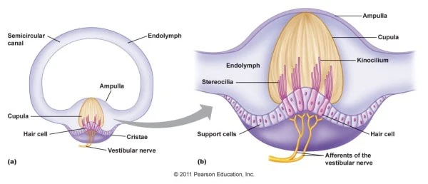 The cupula, located at one end of each semicircular canal.