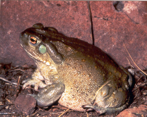 wildlifeviewing_tontonationalmoument_1