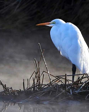 bird_1.jpg