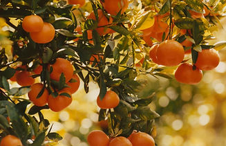 Screenshot_26-11-2025_16637_marmalade.jpeg