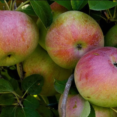 Wilson's Orchard & Farm