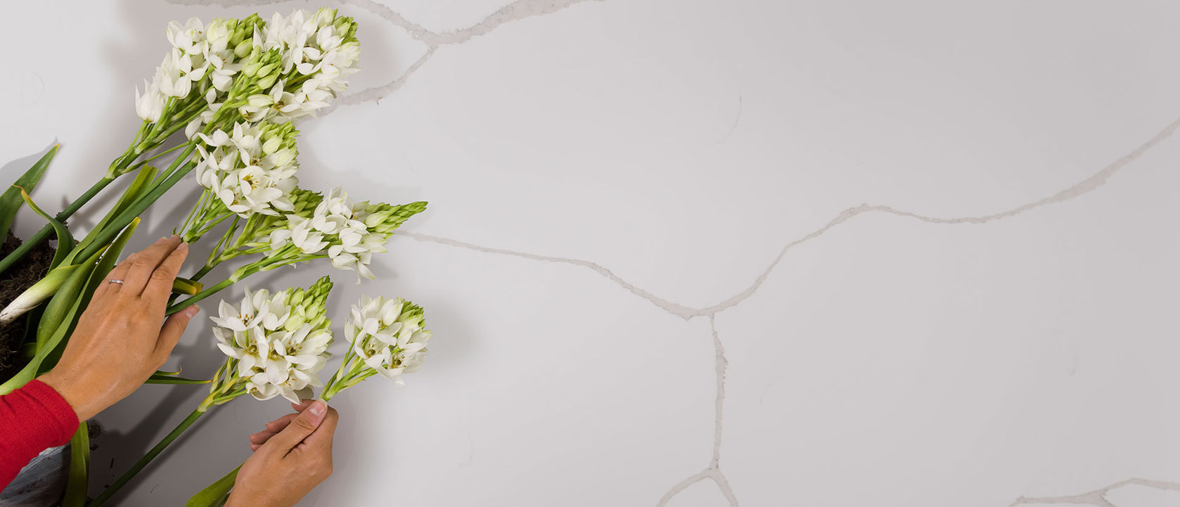 Calacatta Classique® by MSI